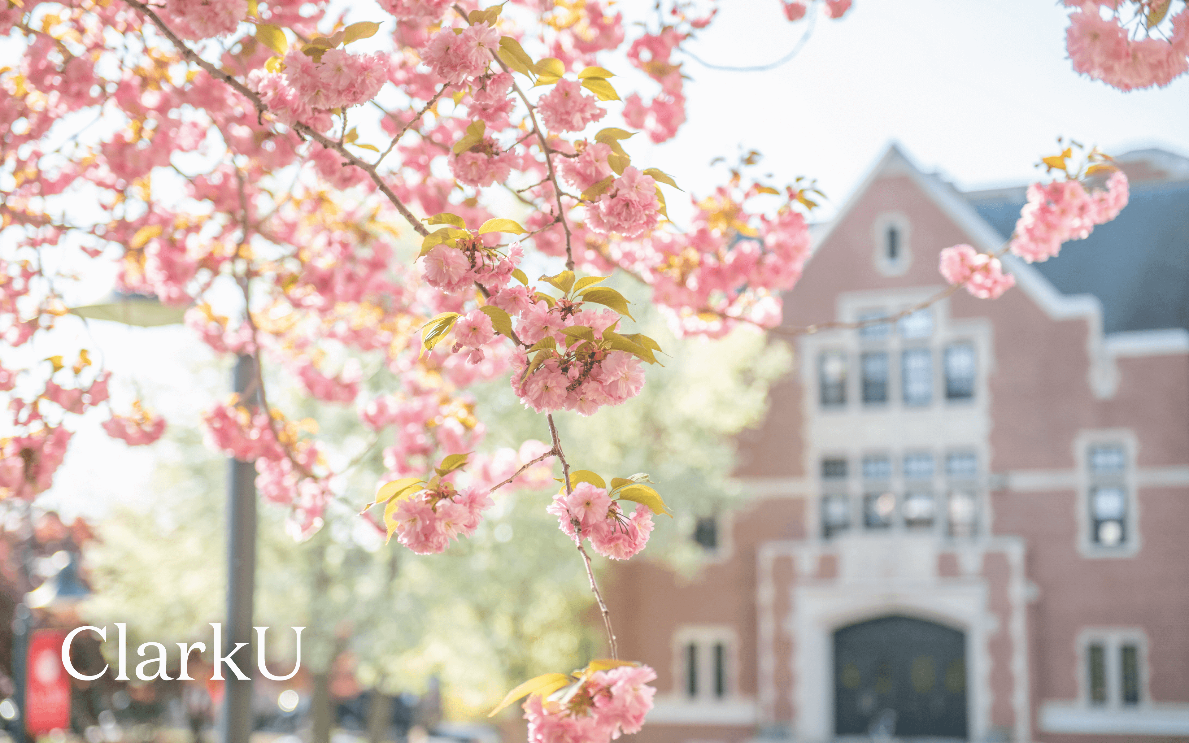 Campus Spring scene with flowered trees with campus building in the background.