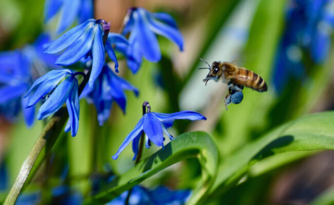 Honey bees