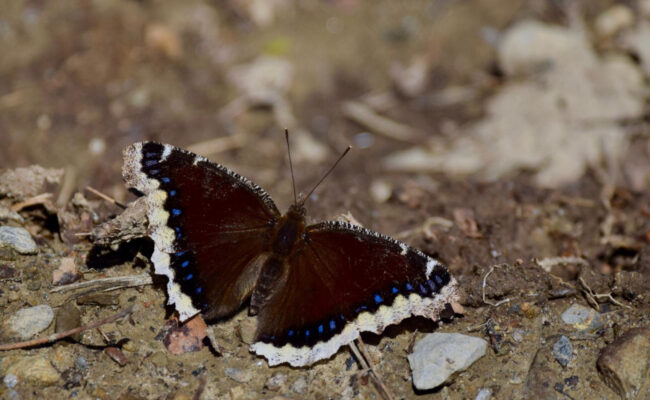 Mourning cloak butterfly