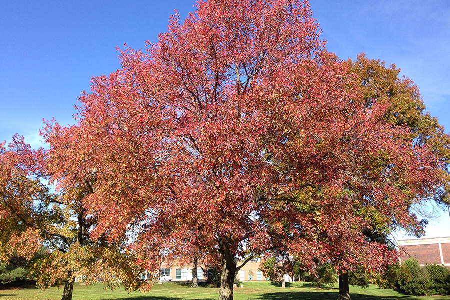 American Sweetgum tree