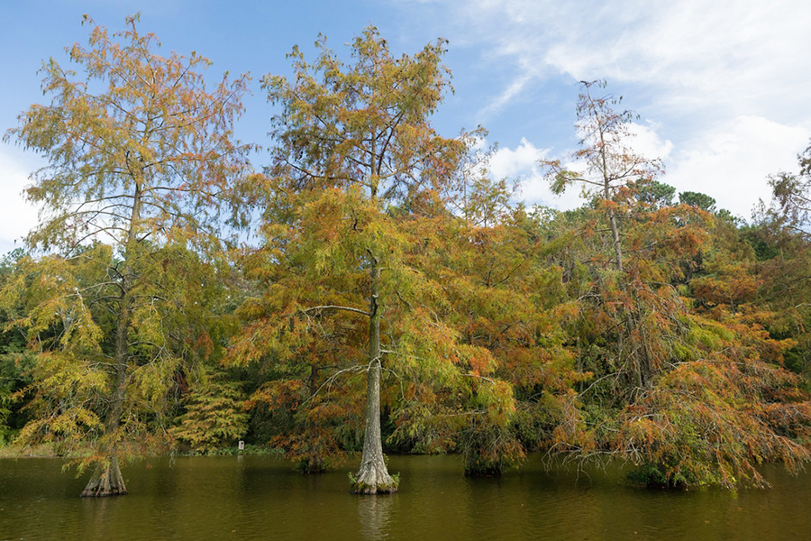 Bald cypress tree