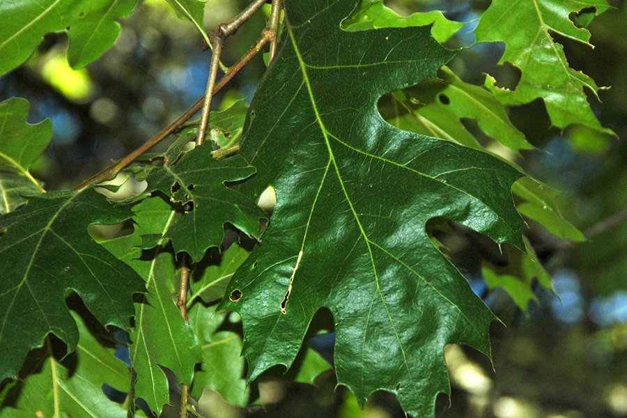 Black oak leaf