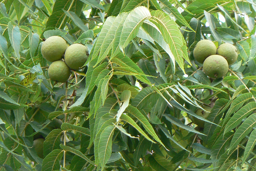 Black walnut leaf