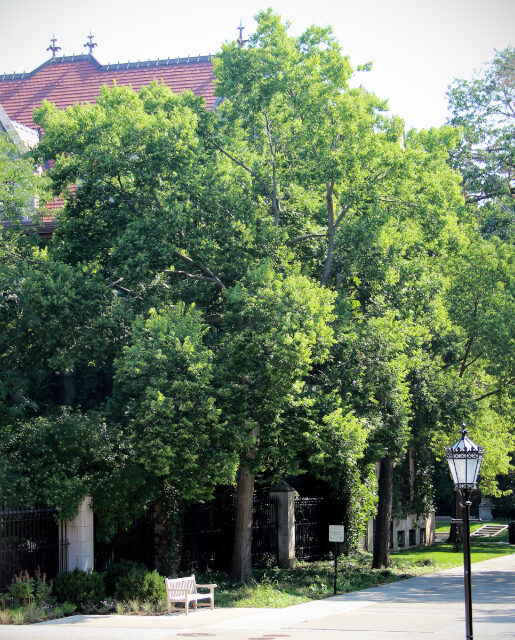 Common hackberry tree