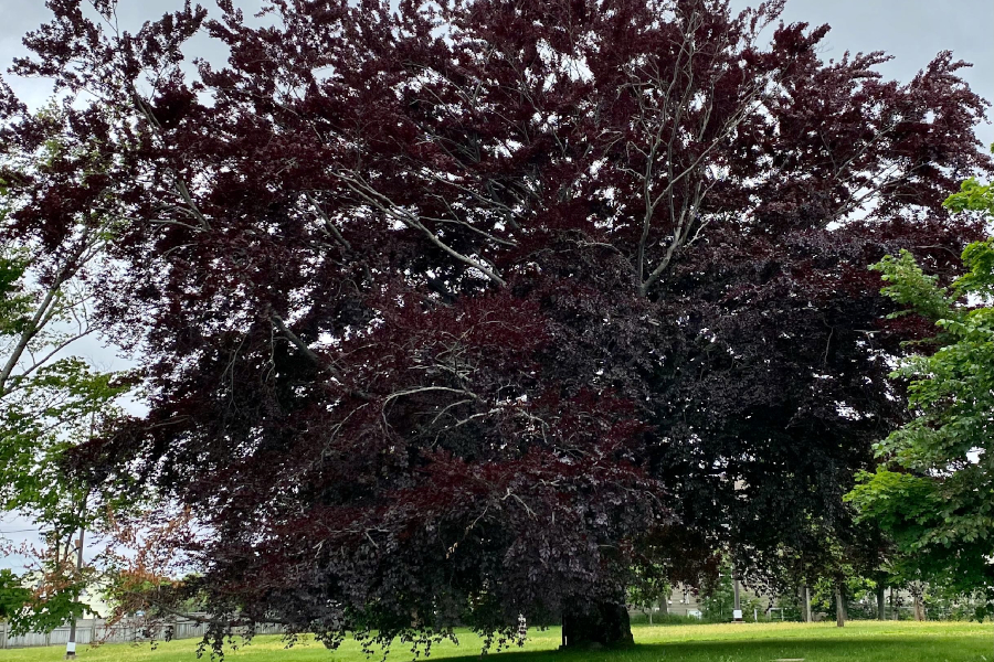 Copper beech tree