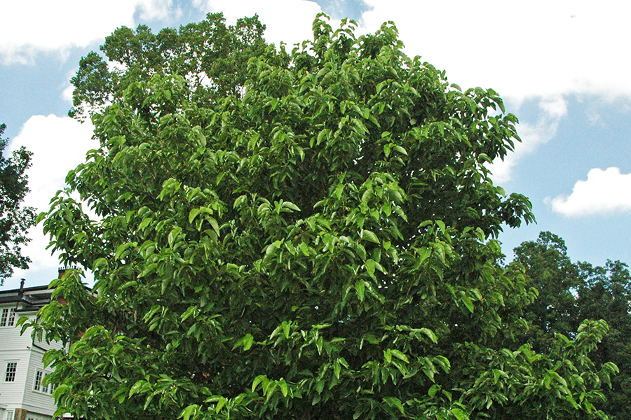 Cucumber magnolia tree