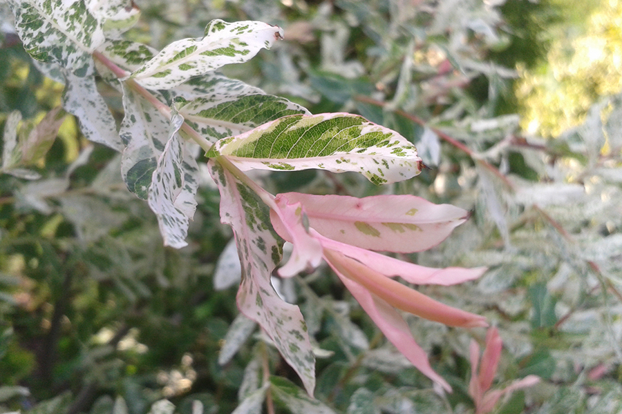 Dappled willow leaf