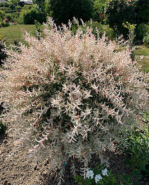 Dappled willow tree