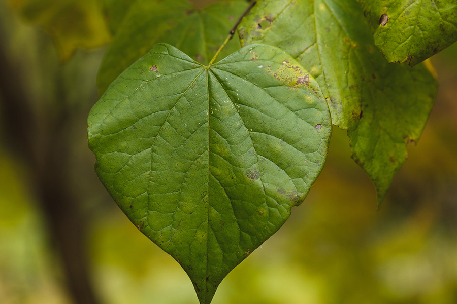 Eastern redbud leaf