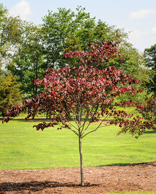 Eastern redbud tree