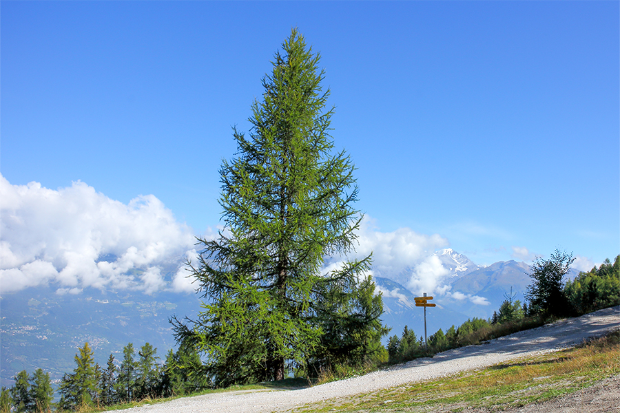 European larch tree