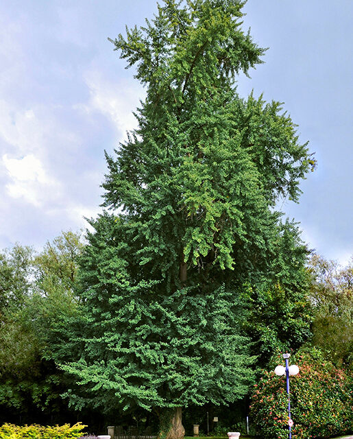 Ginkgo tree