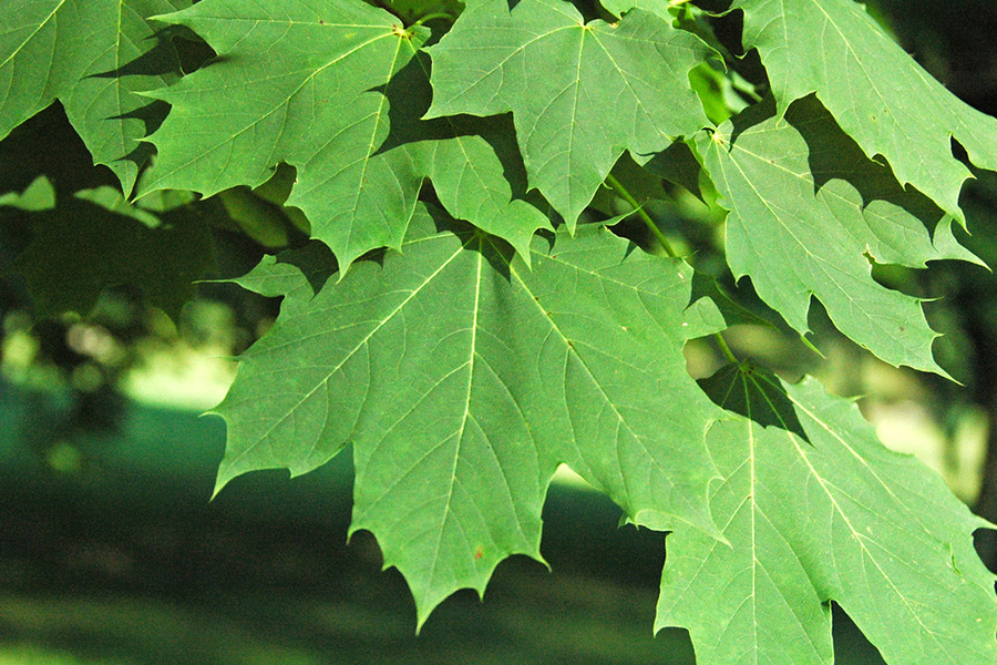 Norway maple leaf