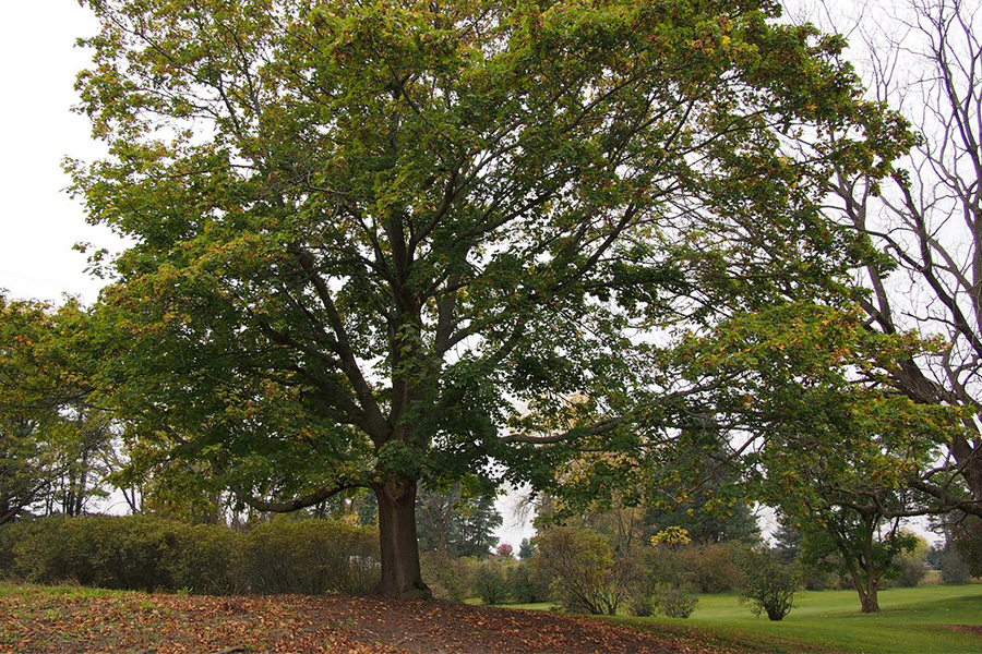 Norway maple tree