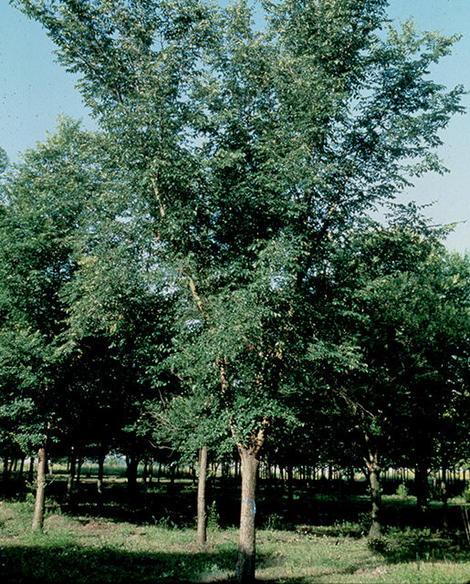 Patriot elm tree