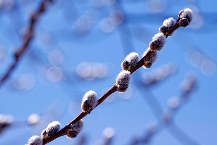 Pussy willow leaf