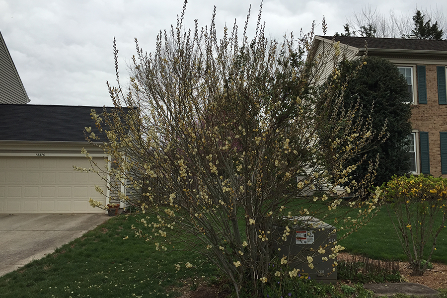 Pussy willow tree