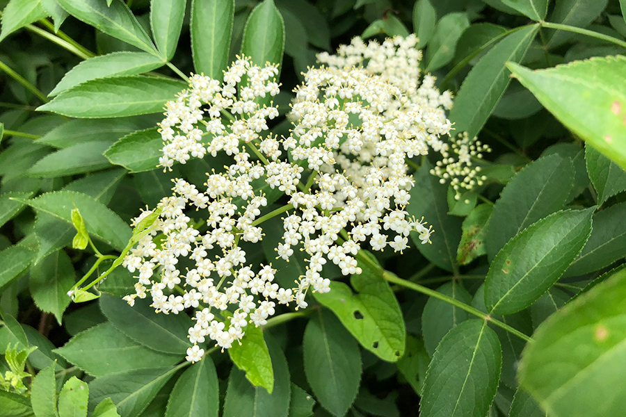 American black elderberry leaf