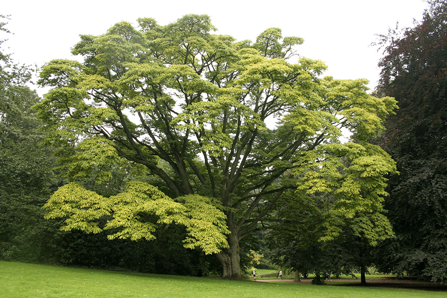 Amur cork tree