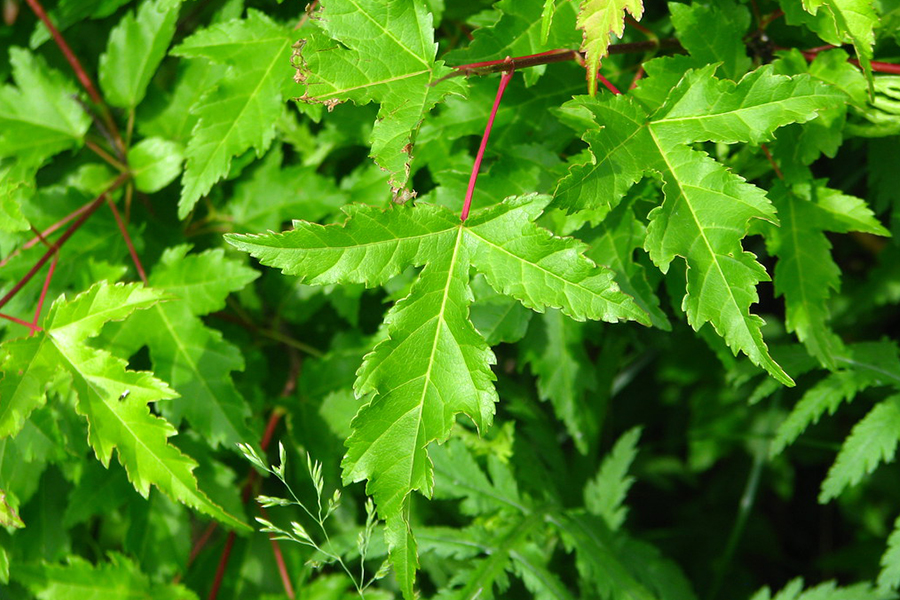 Amur maple leaf