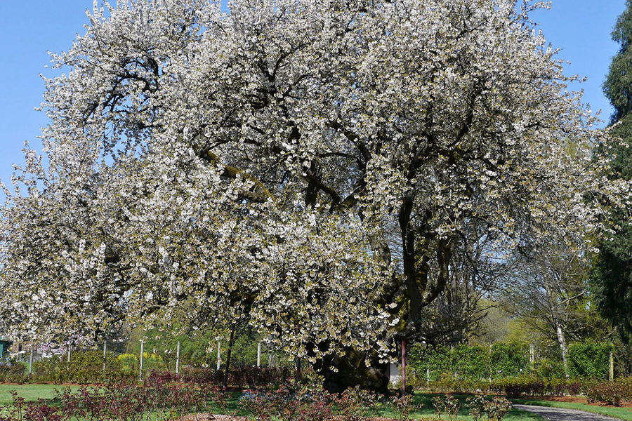 Black cherry tree