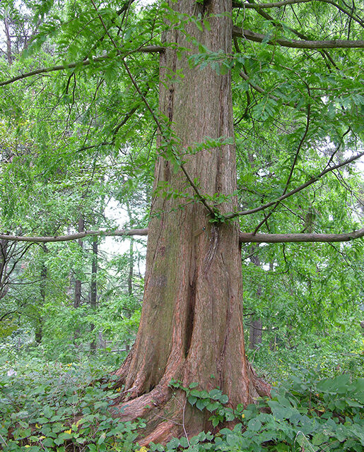 Dawn redwood tree