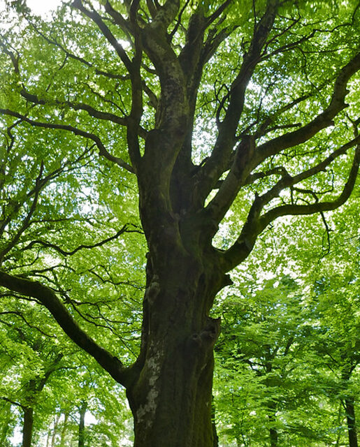 European beech tree