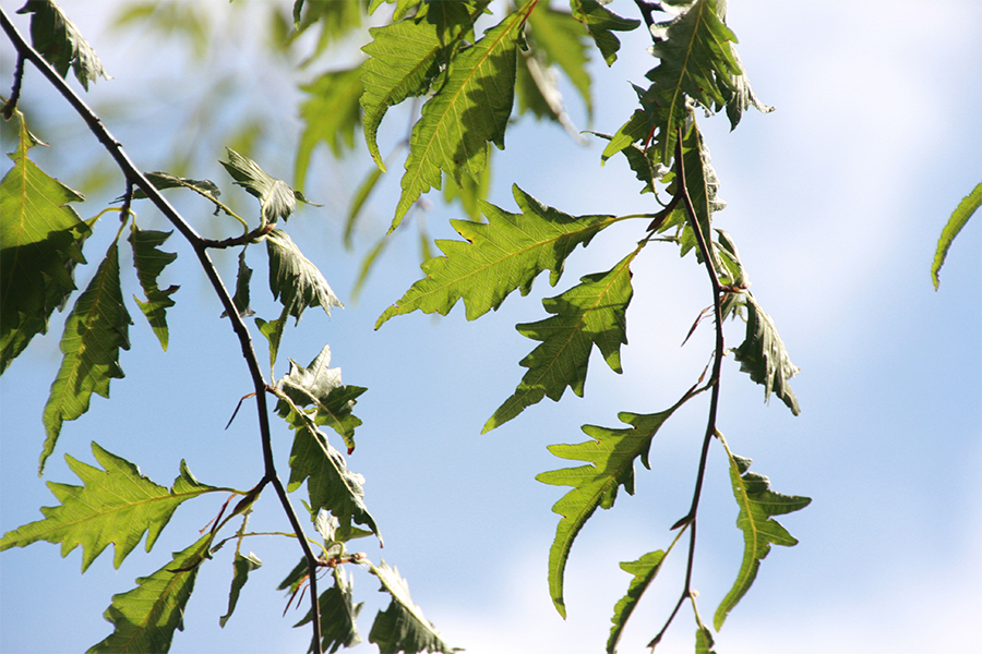 Fernleaf beech leaf