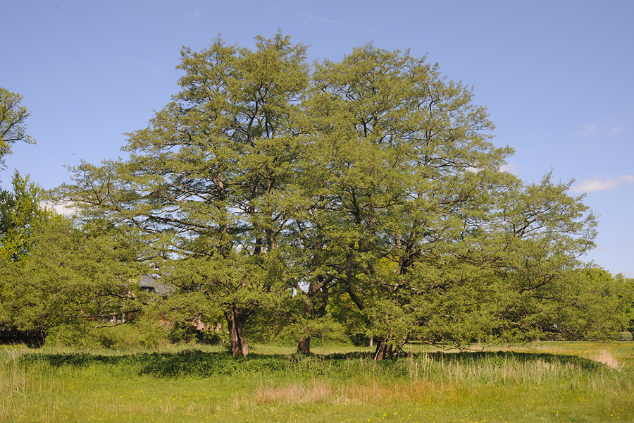 Fernleaf beech tree