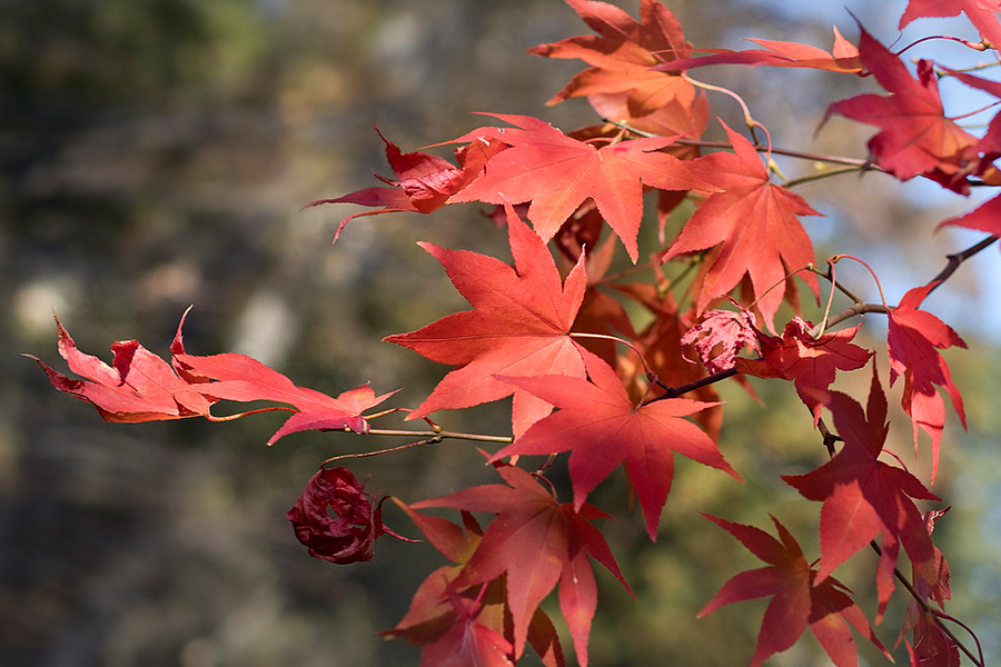 Japanese maple leaf