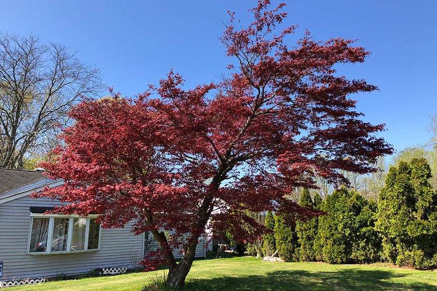 Japanese maple tree