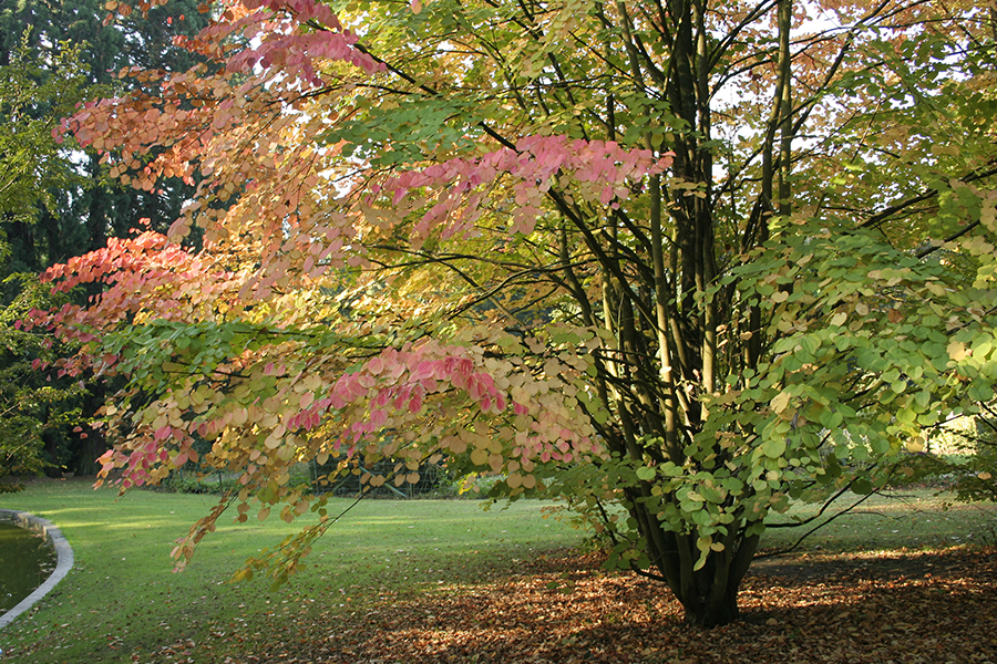 Katsura tree