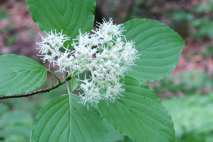 Pagoda dogwood leaf