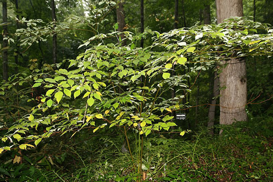 Pagoda dogwood tree