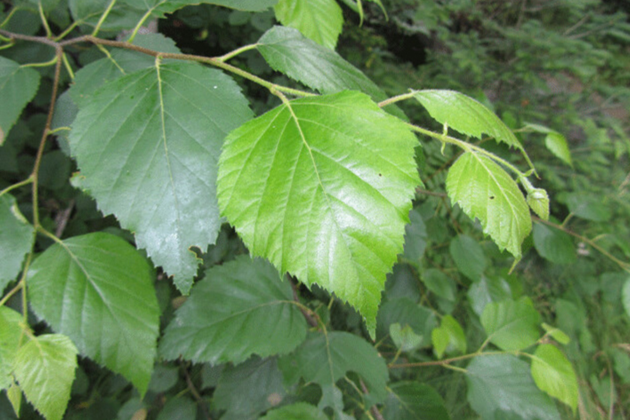 Paper birch leaf