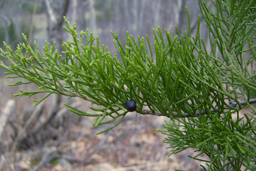 Red cedar leaf