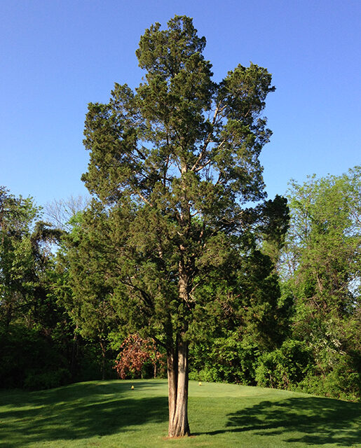 Red cedar tree