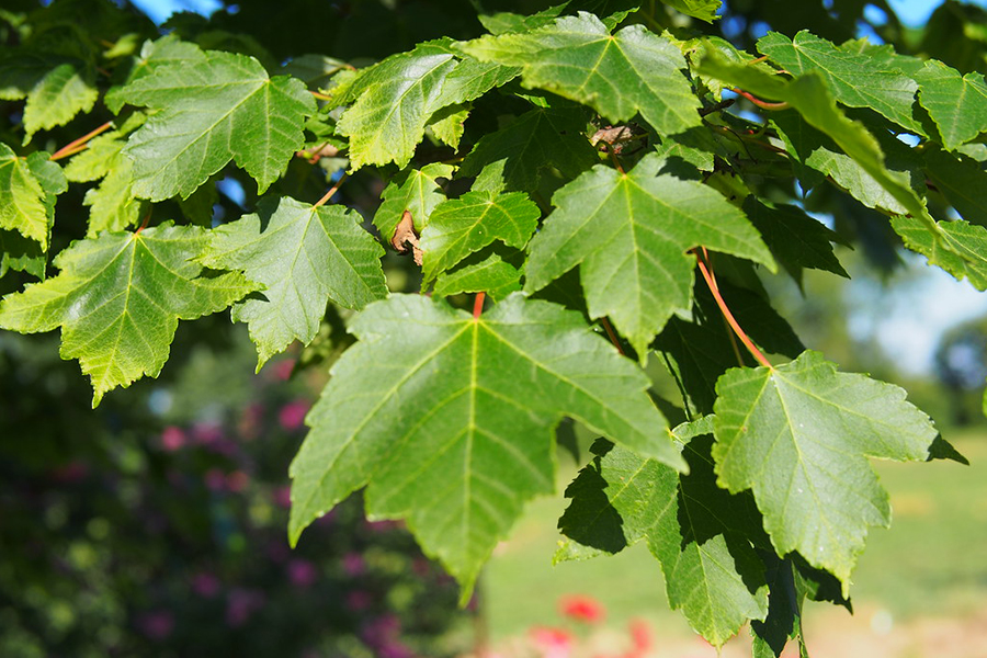 Red maple leaf