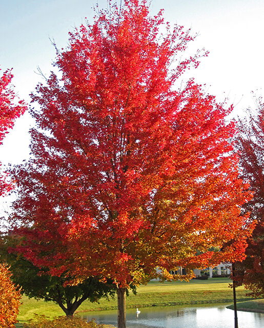 Red maple tree