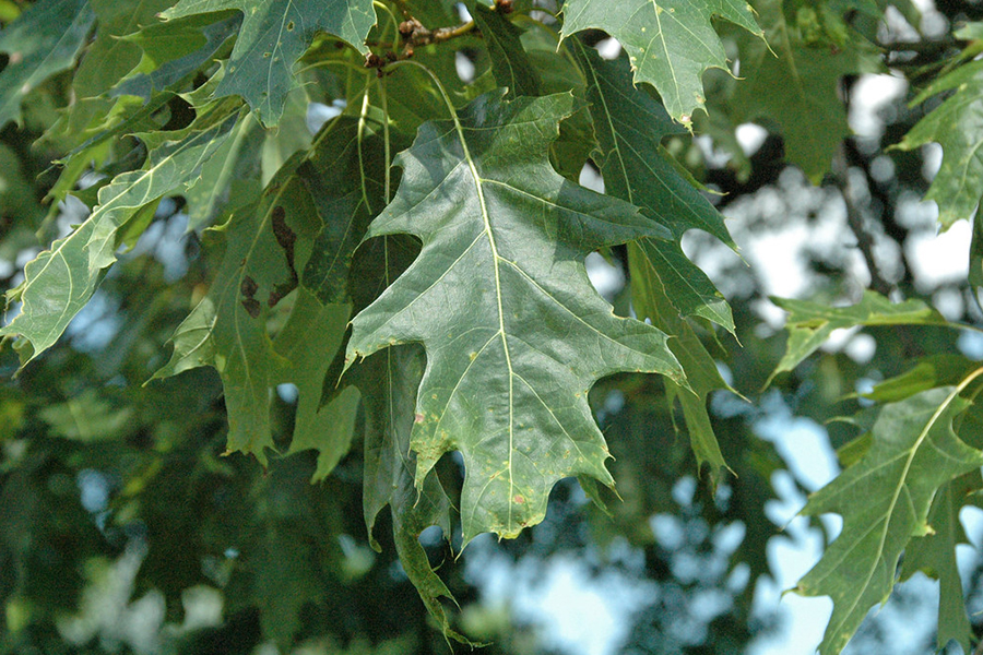 Red oak leaf