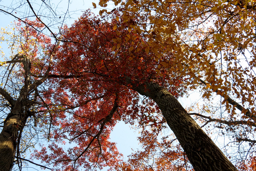 Red oak tree