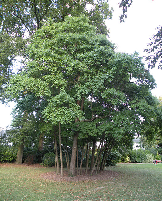 Sassafras tree