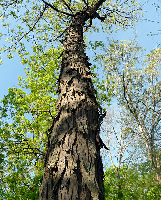 shagbark hickory tree