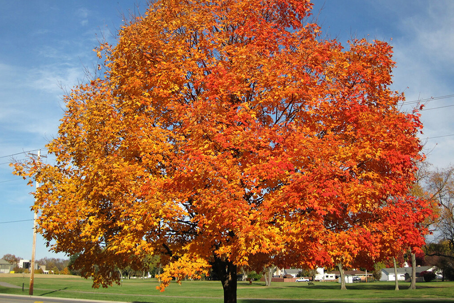 Sugar maple tree