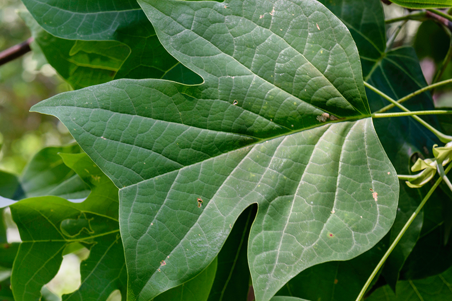 Tulip tree leaf