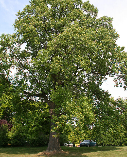 Tulip tree