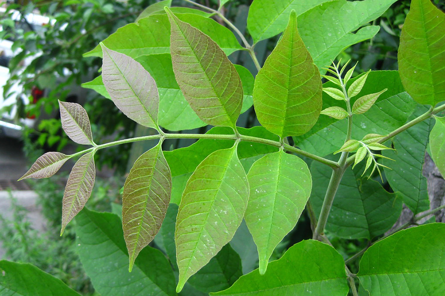 White ash leaf