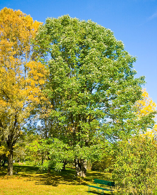 White ash tree