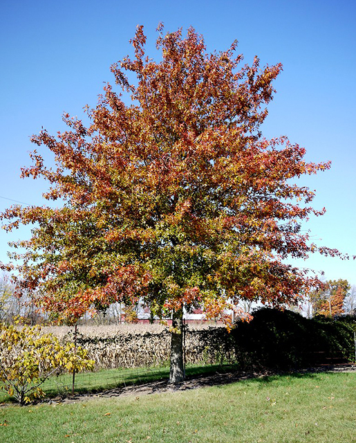 Pin oak tree