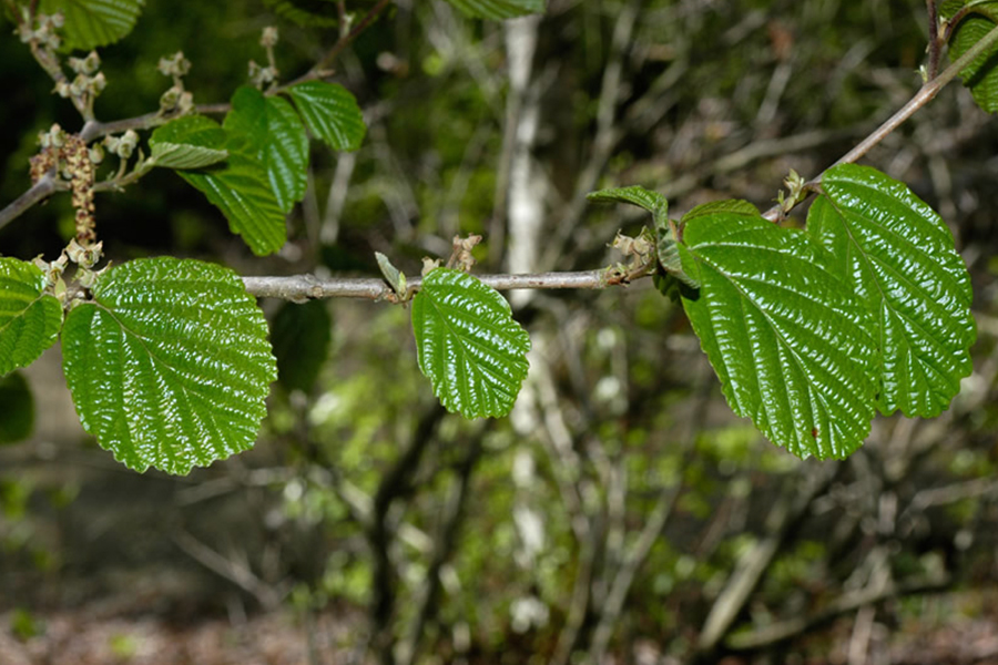 Witch hazel leaf